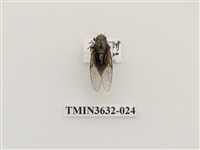 藏品(黑翅草蟬)的圖片